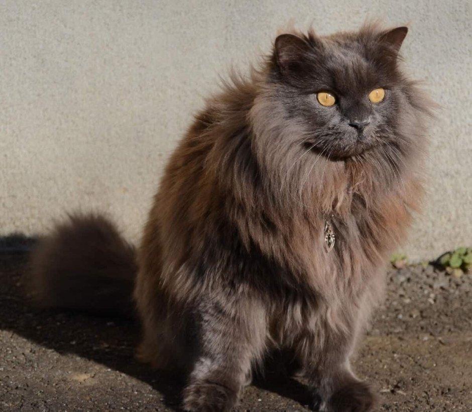 Котенок британец шоколад