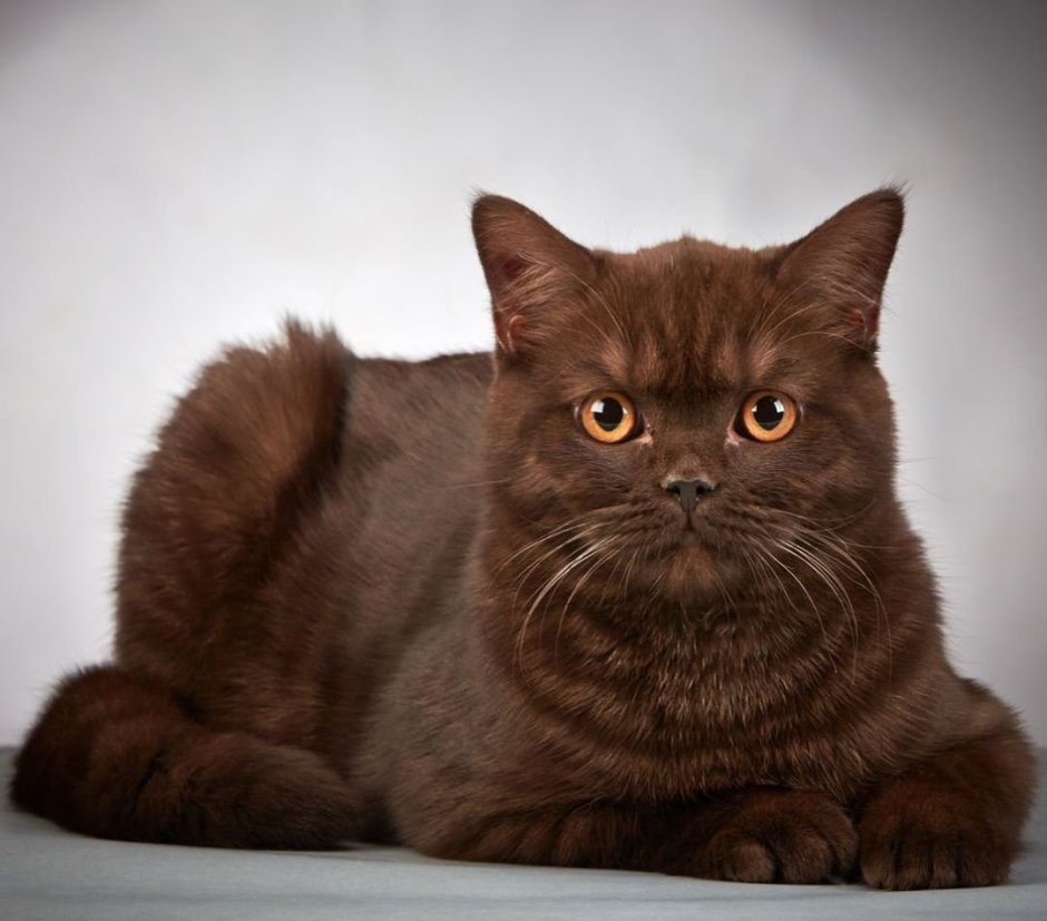 Шоколадная кошка скоттиш страйт