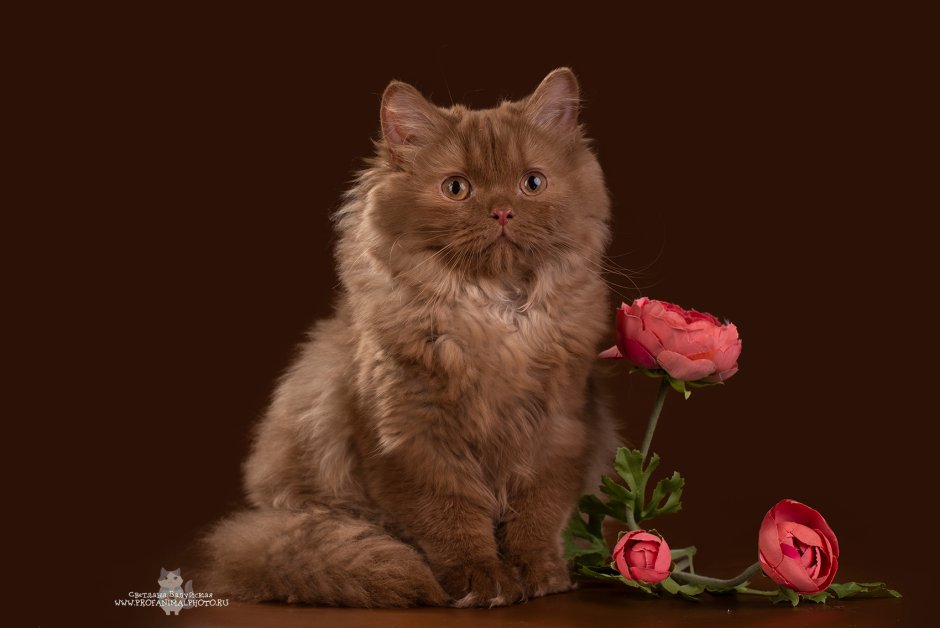 Персидская длинношерстная черная кошка