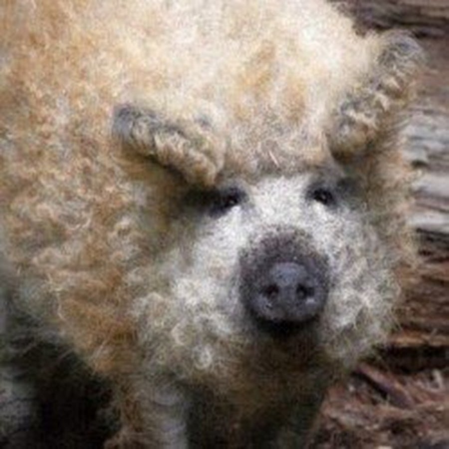 Венгерская пуховая мангалица