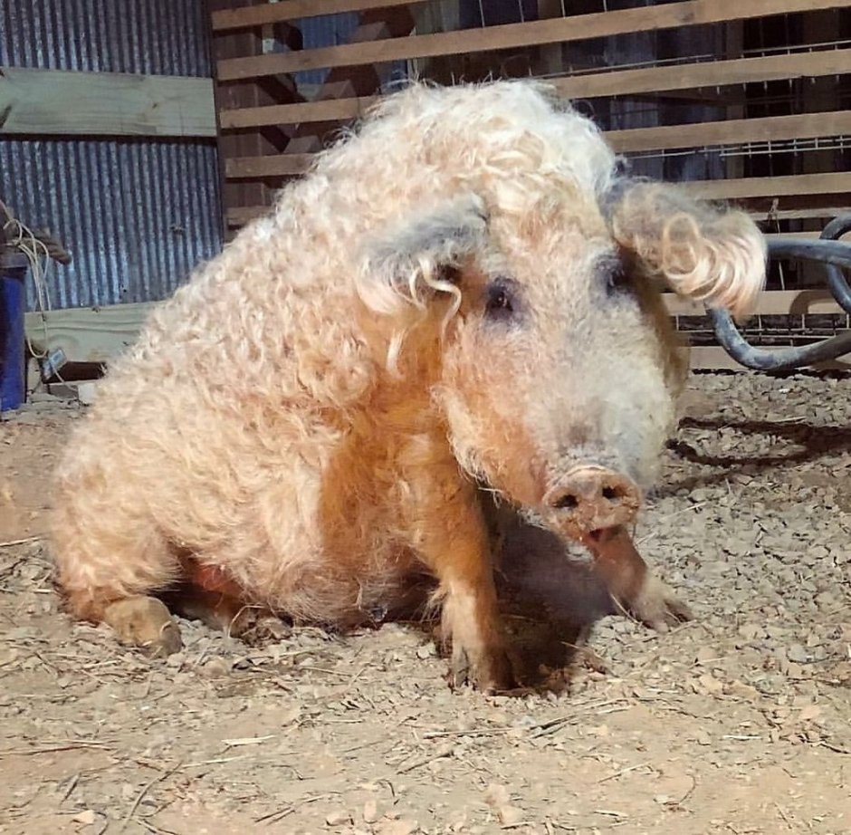 Венгерская мангалица поросята