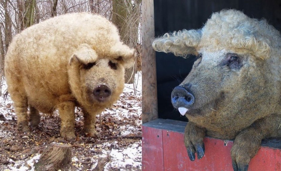 Венгерская мангалица