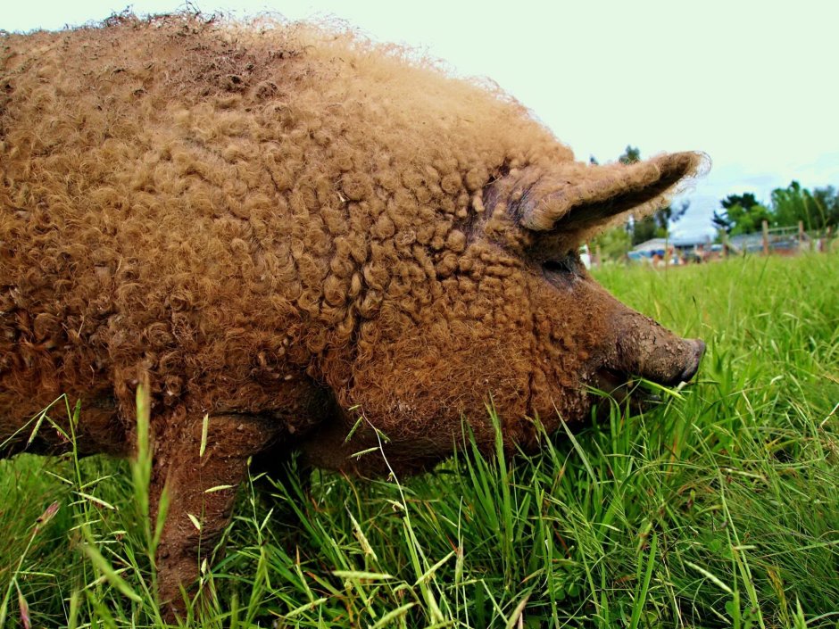 Свинья баран венгерская мангалица