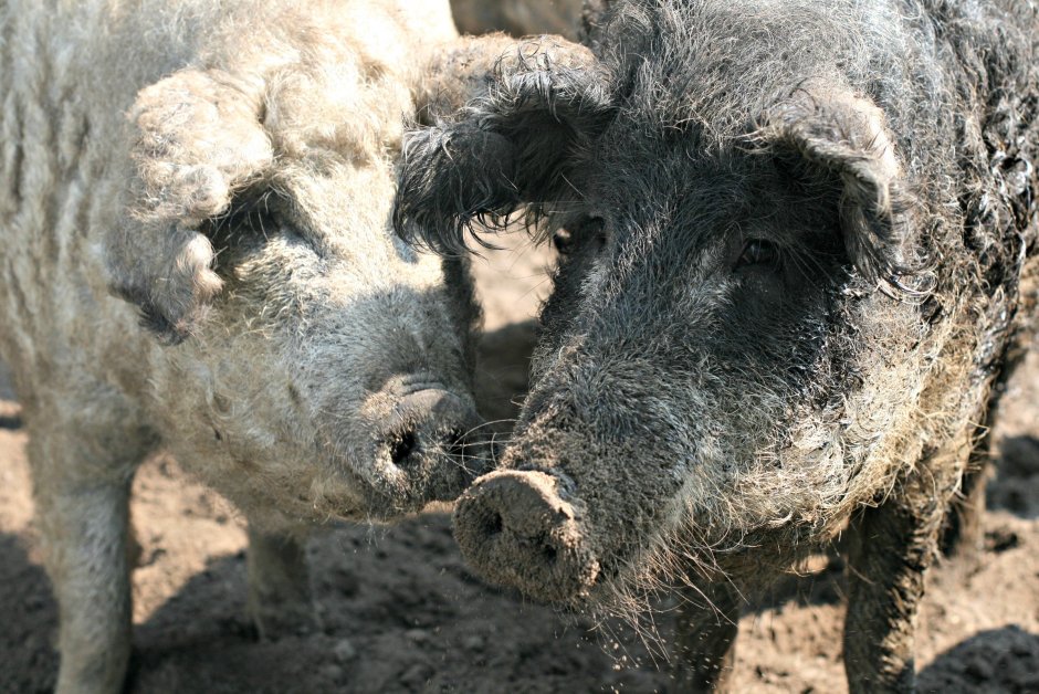 Мангалица персонажей