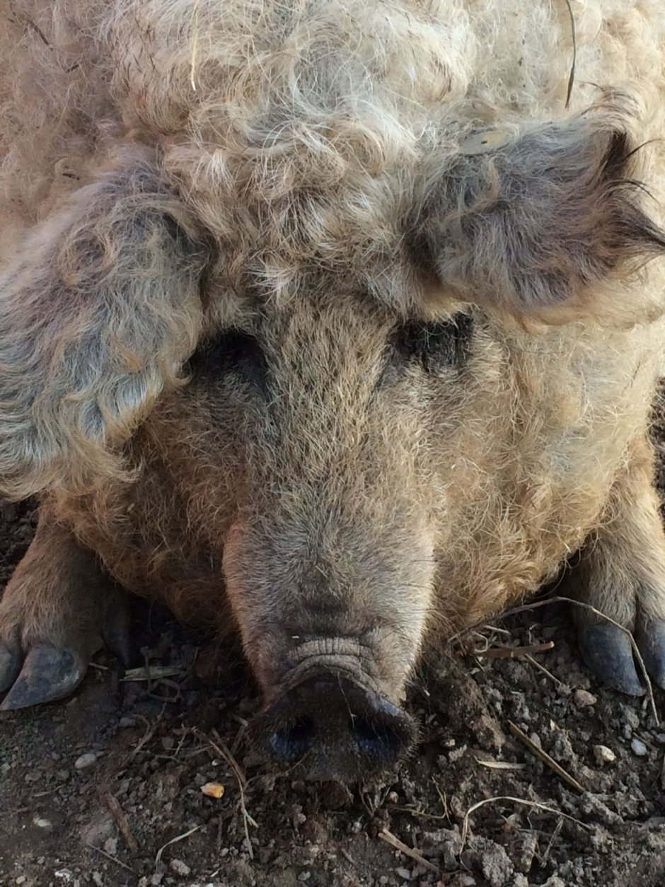 Поросята мангалица