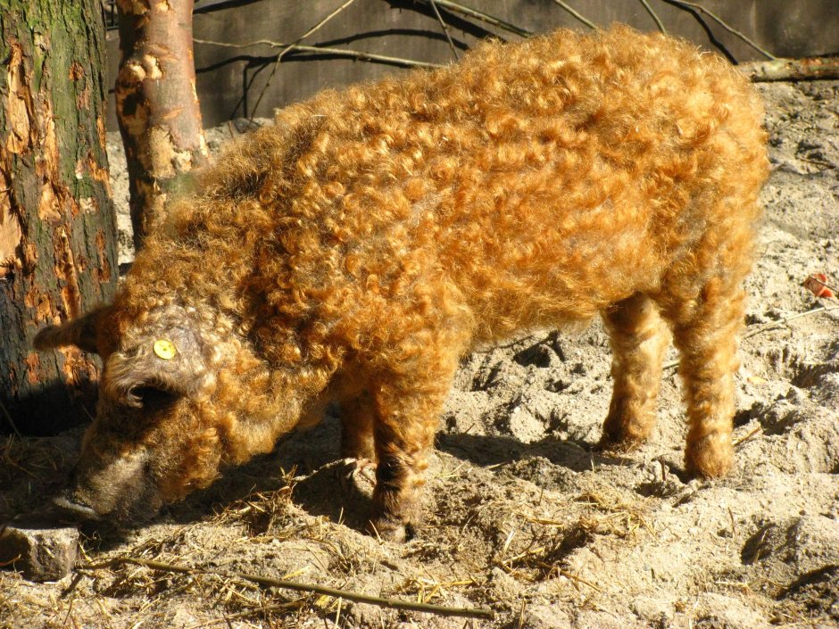 Венгерская пуховая мангалица