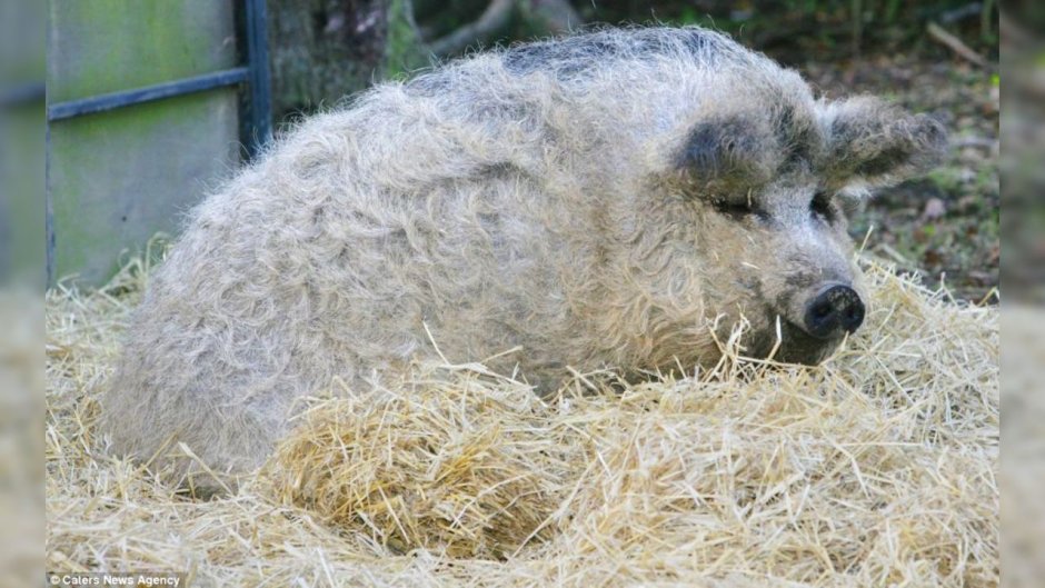 Мангалица Пиг