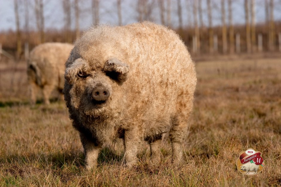 Кабан мангалица