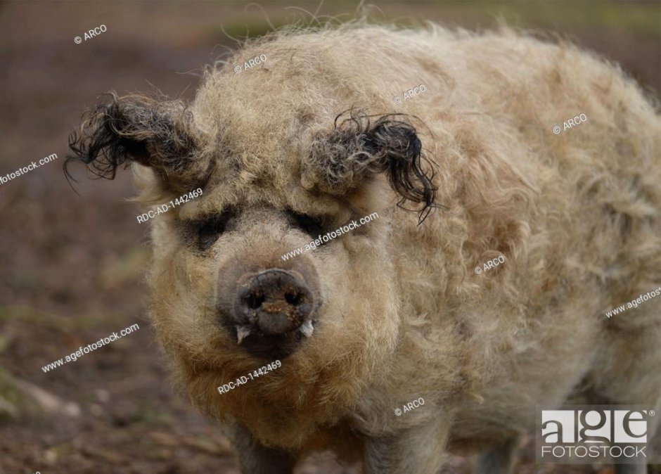 Черная кучерявая свинья
