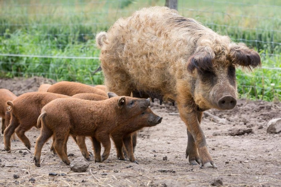 Мангалица смешная