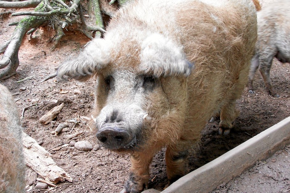 Мангалица Детеныши