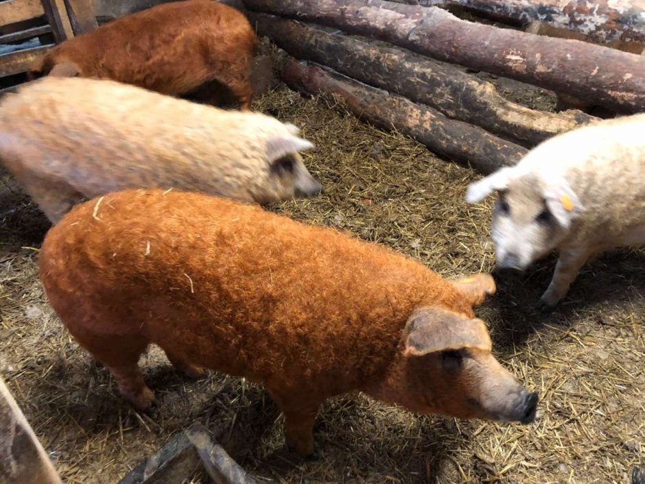 Мясо породы венгерская мангалица