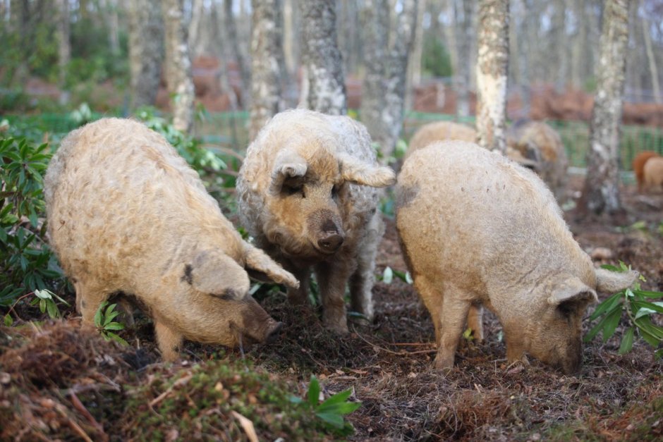 Пуховая мангалица
