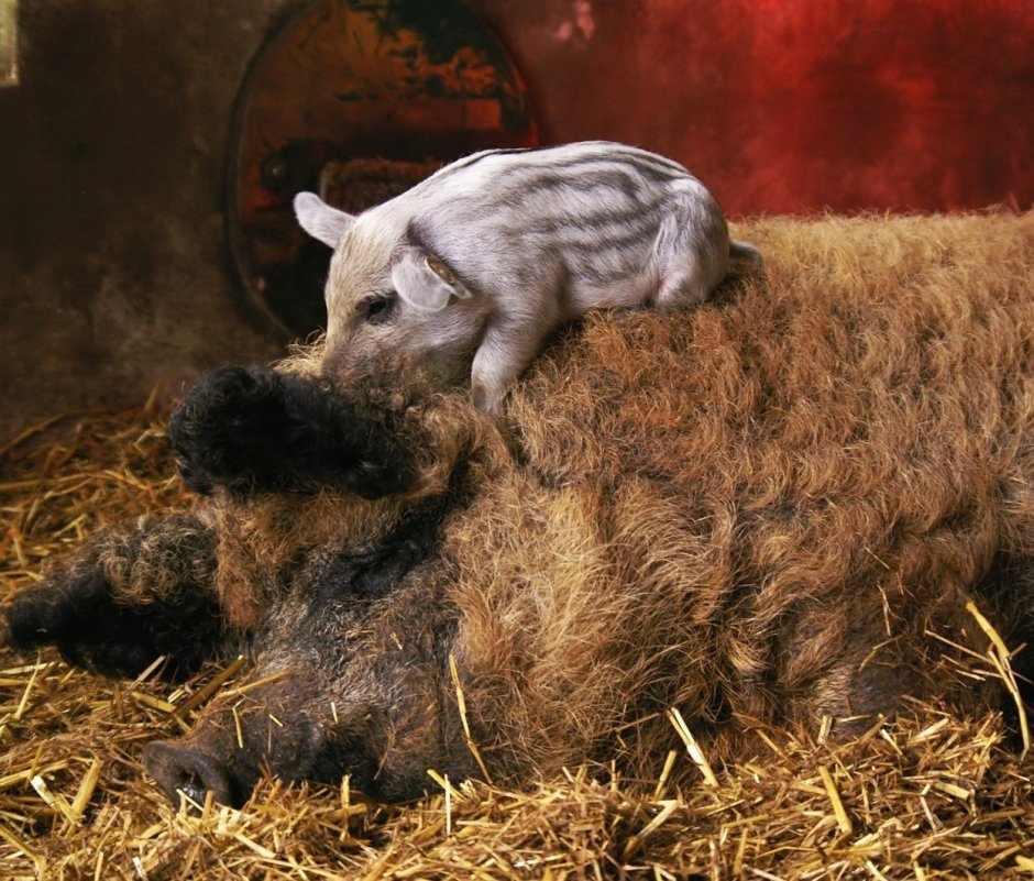 Венгерская пуховая мангалица