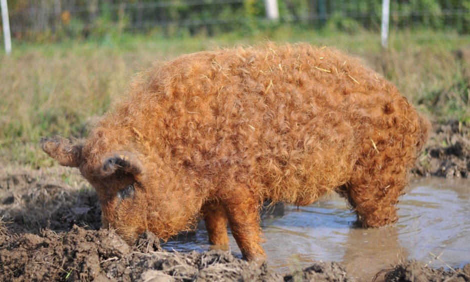 Кучерявые свиньи мангалица венгерская пуховая