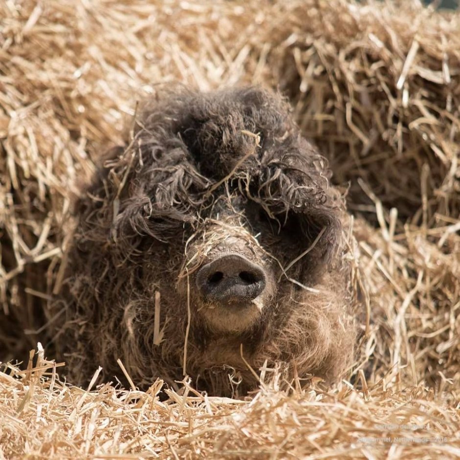 Венгерская пуховая мангалица