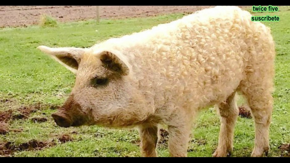 Мясная порода свиней мангалица