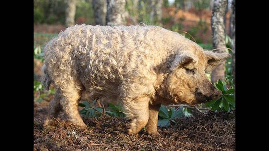 Венгерская пуховая мангалица