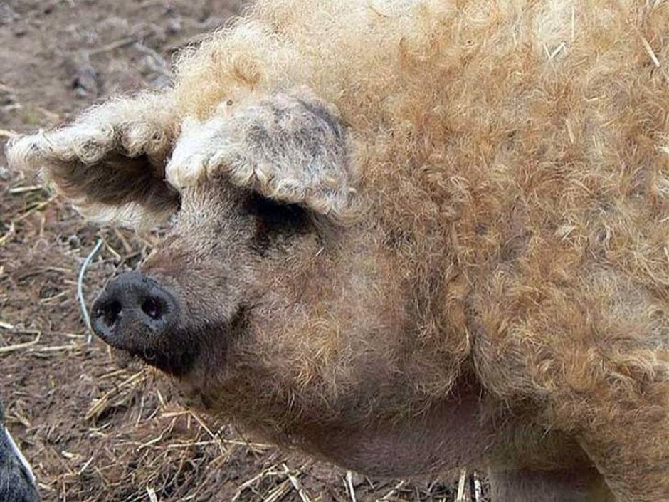 Венгерская пуховая мангалица