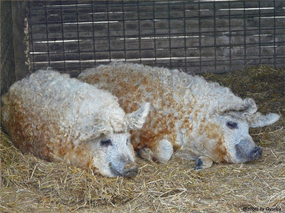 Венгерская мангалица поросята