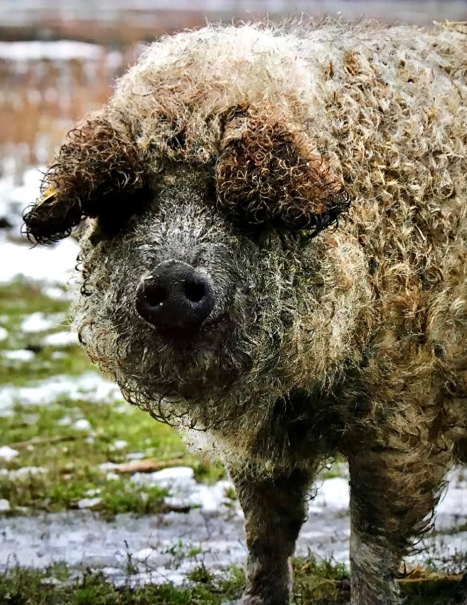 Пуховая мангалица