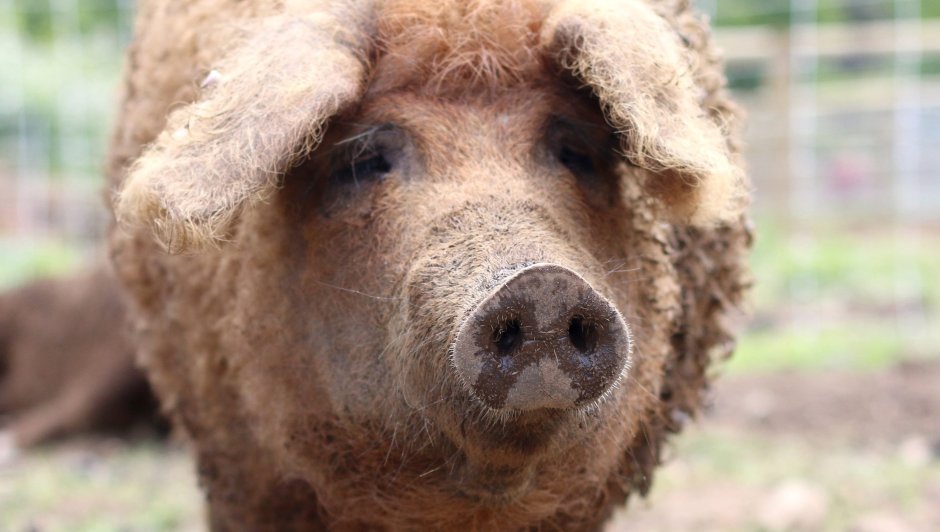 Венгерская мангалица гибрид