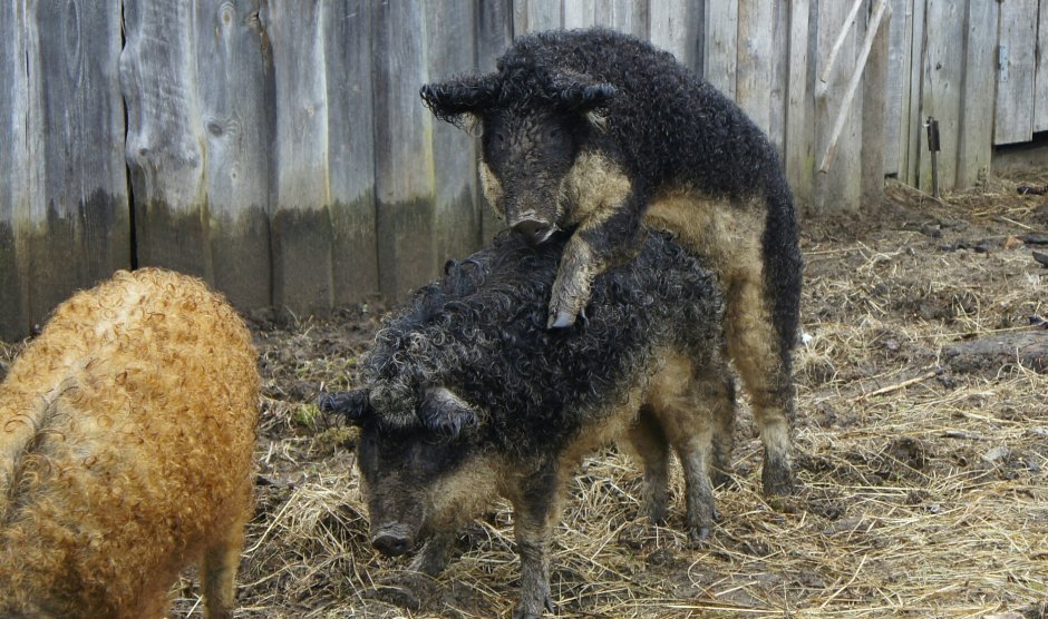 Свинья баран