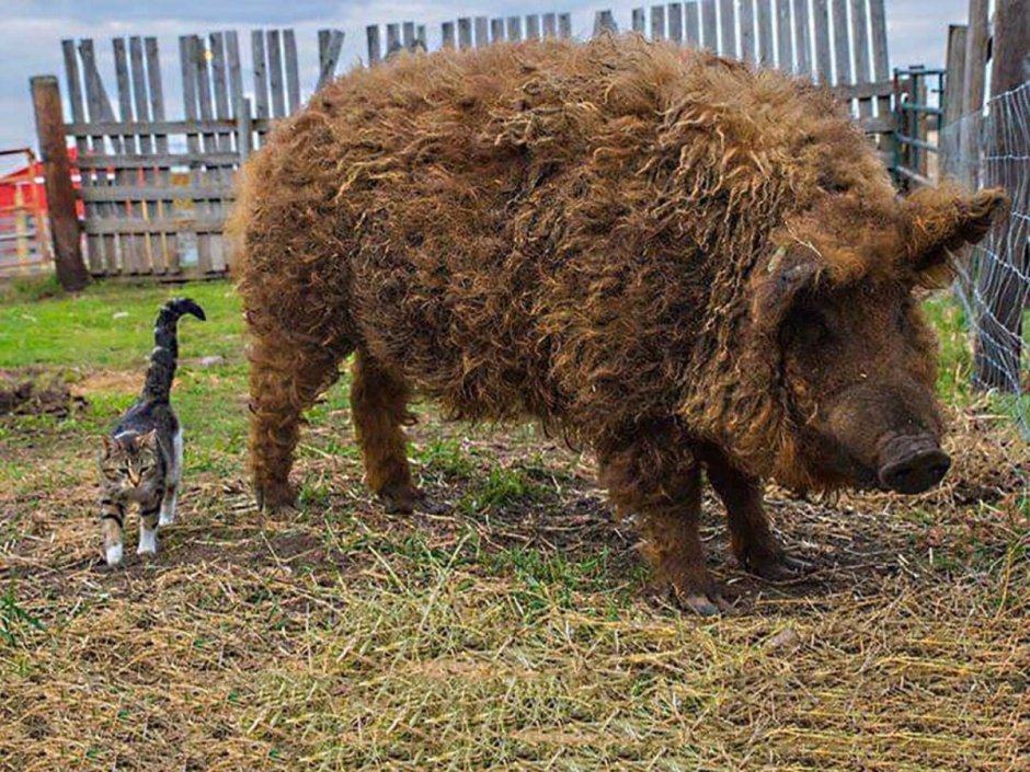 Поросята гиганты породы