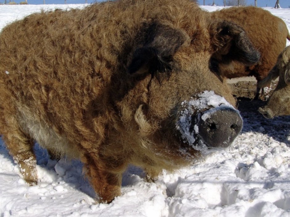 Поросятки венгерской мангалицы