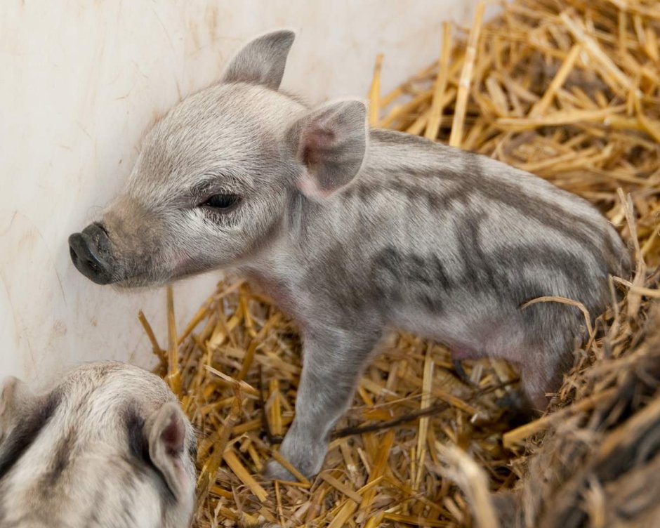 Венгерская мангалица