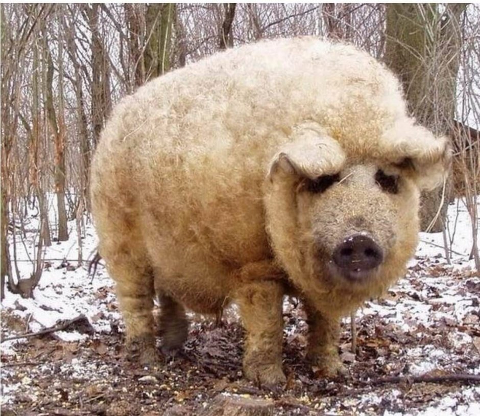 Венгерская свинья мангалица