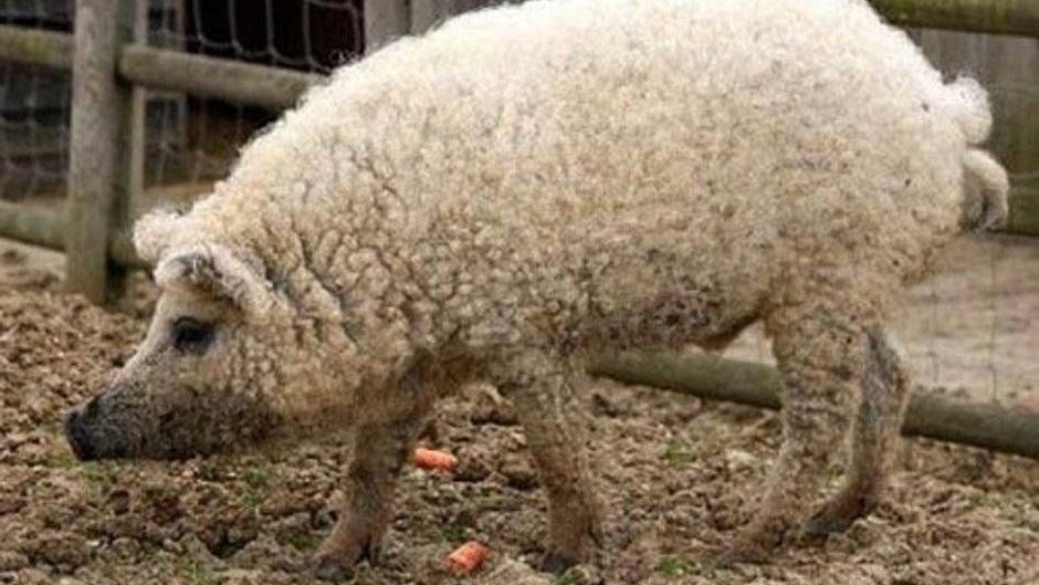 Карпатский мангал свиньи