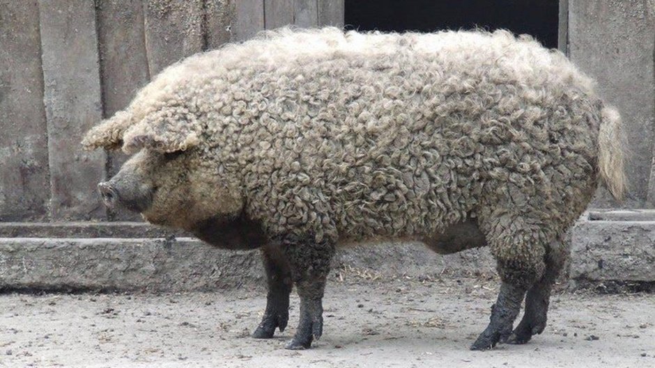 Венгерская мангалица поросята