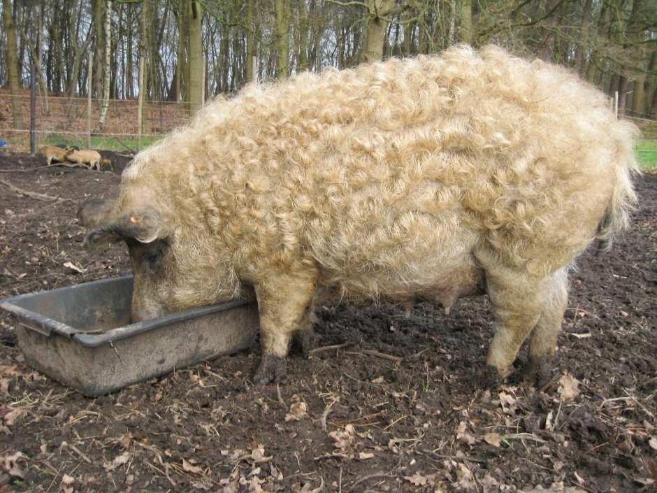 Мангалица порода