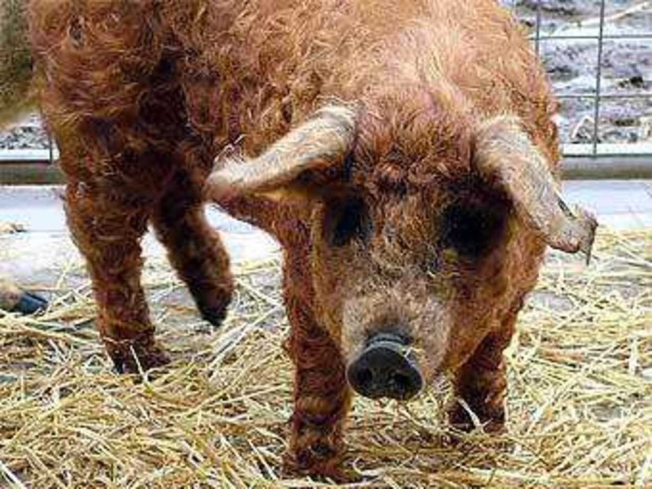 Закарпатские свиньи мохнатые