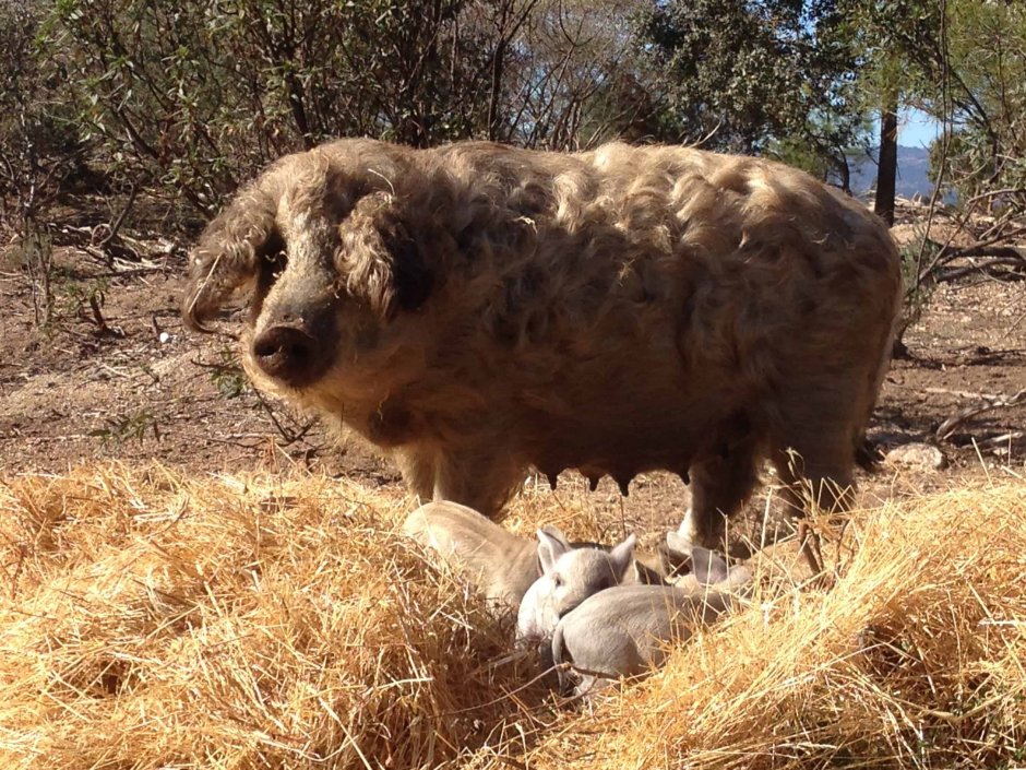 Венгерская мангалица