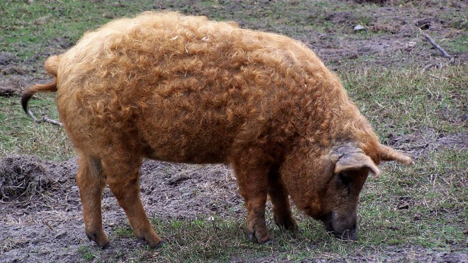 Венгерская пуховая мангалица