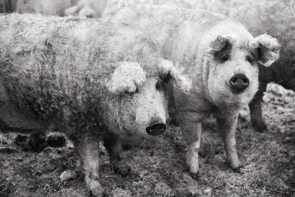 Свинья баран венгерская мангалица