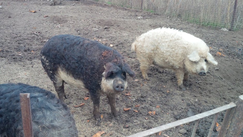 Collecta свинья