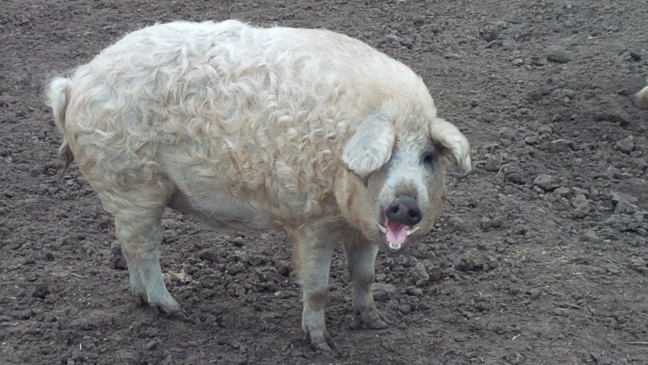 Венгерская пуховая мангалица