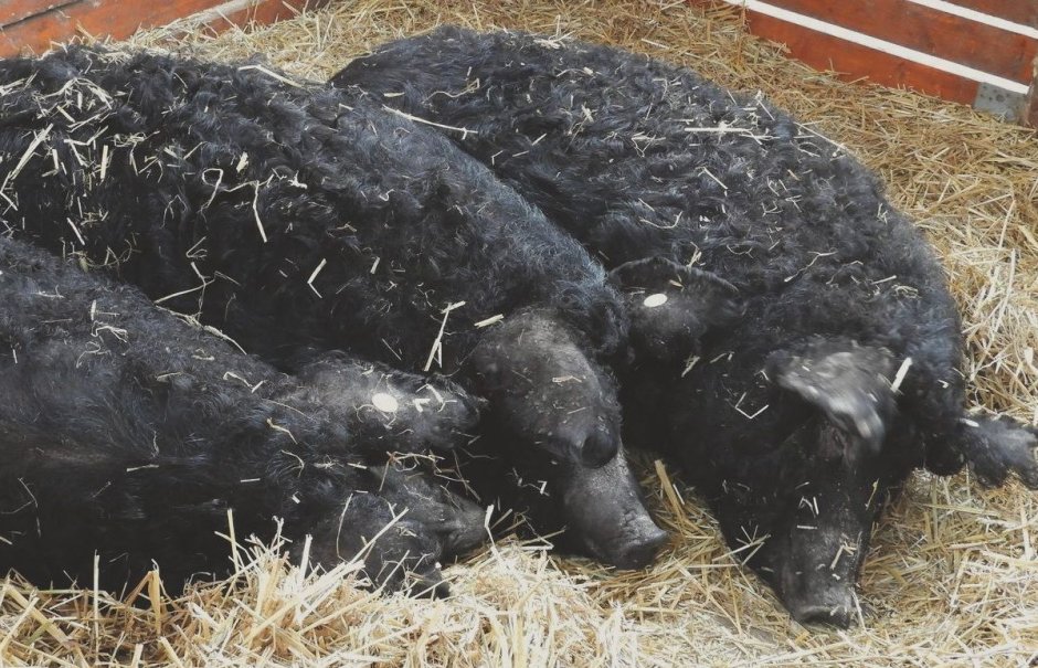 Поросята породы черные мангалица