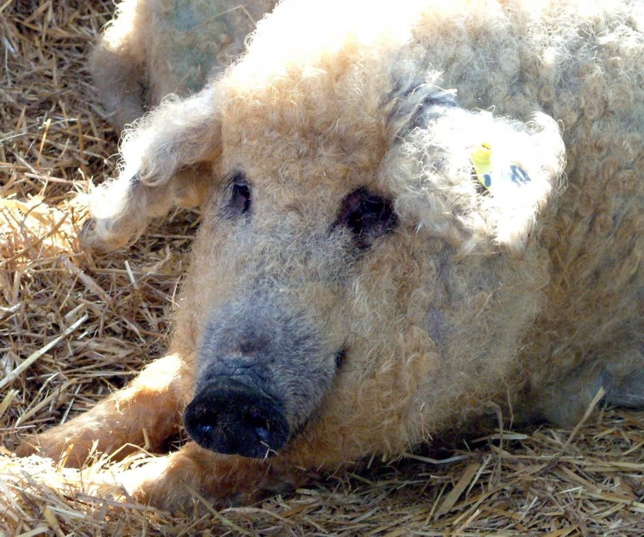 Свинья белая кучерявая