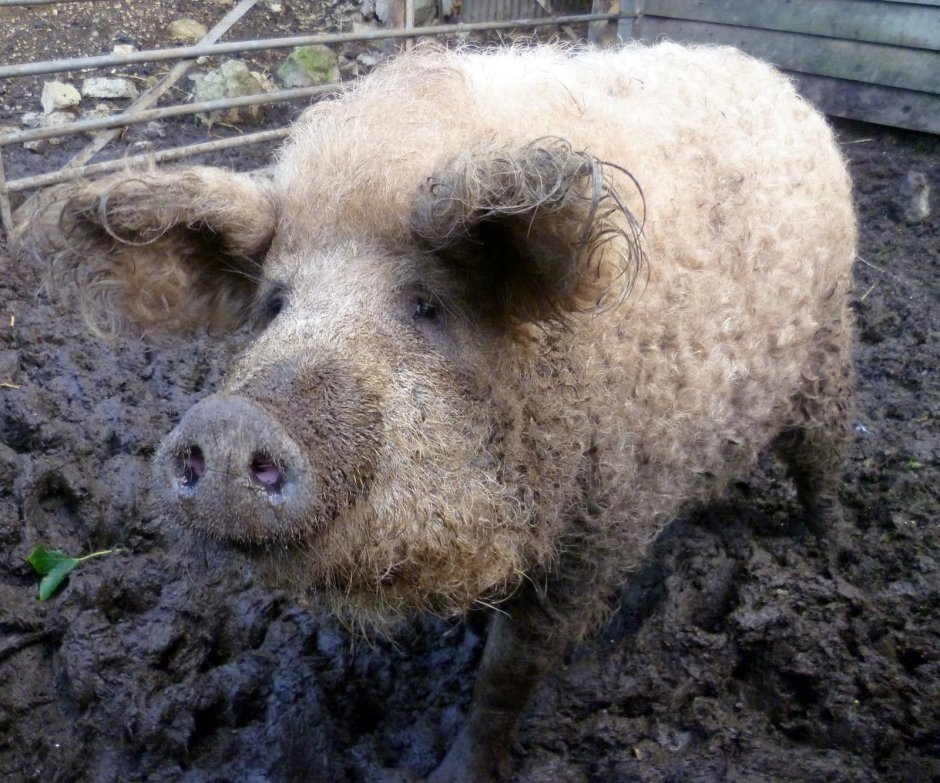 Порода венгерская мангалица