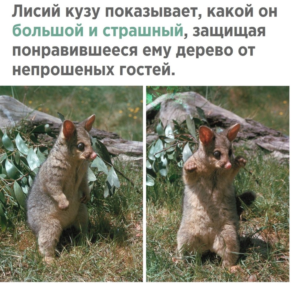 Кальян упоротый