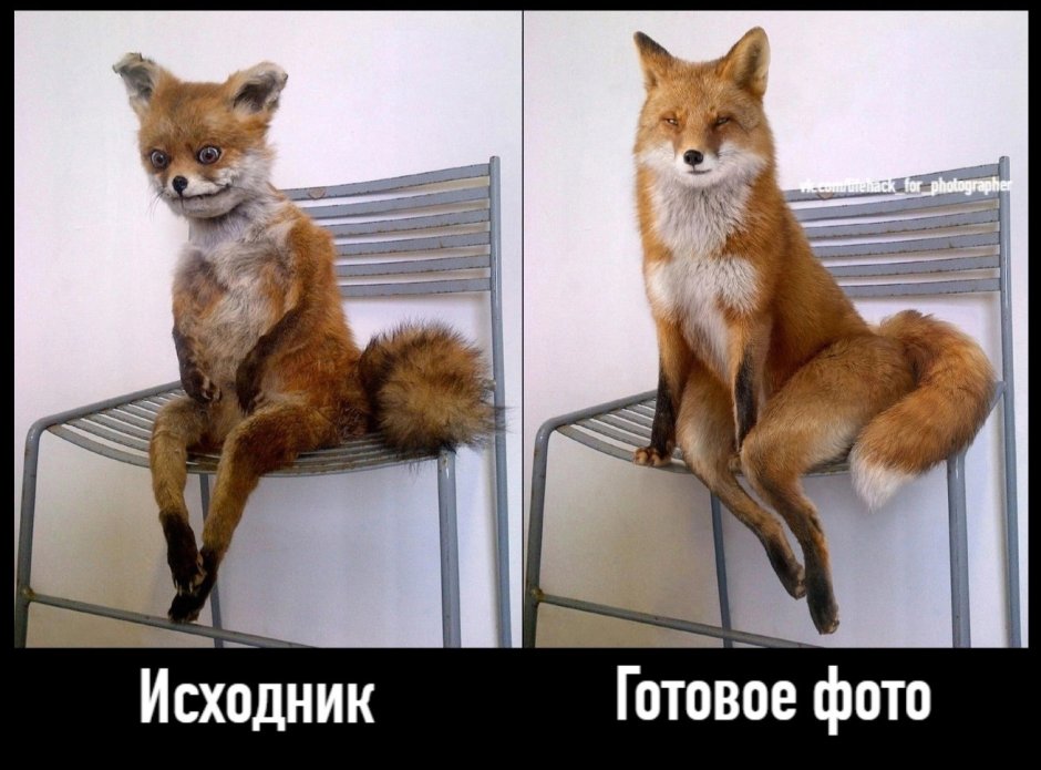 Тупая лиса