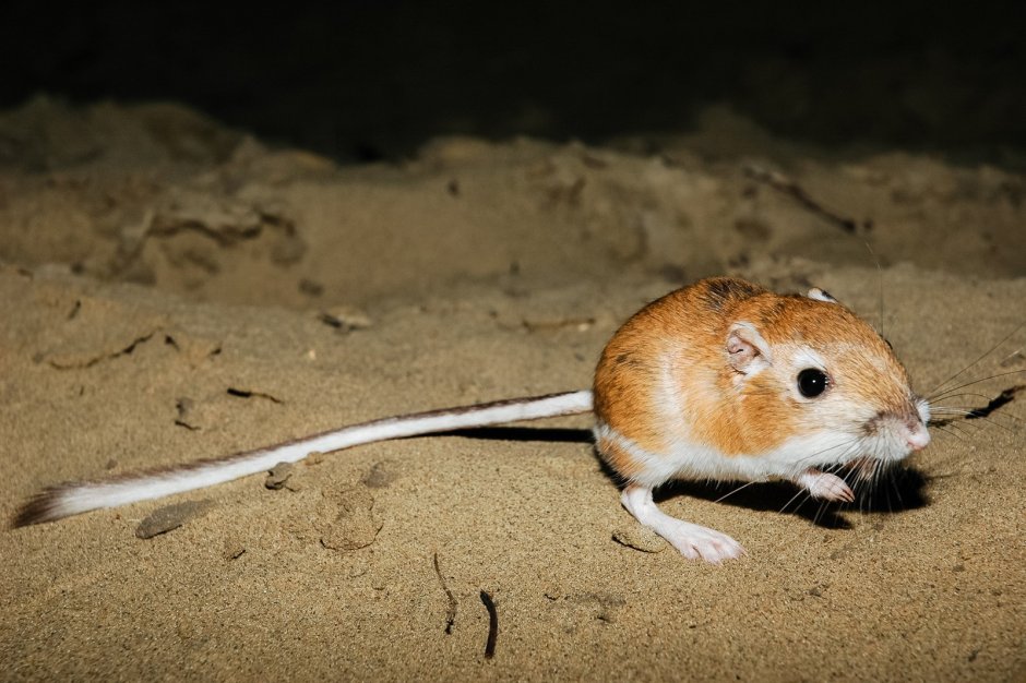 Dipodomys ordii