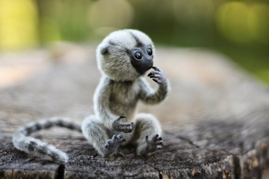 Мармозетка обезьянка