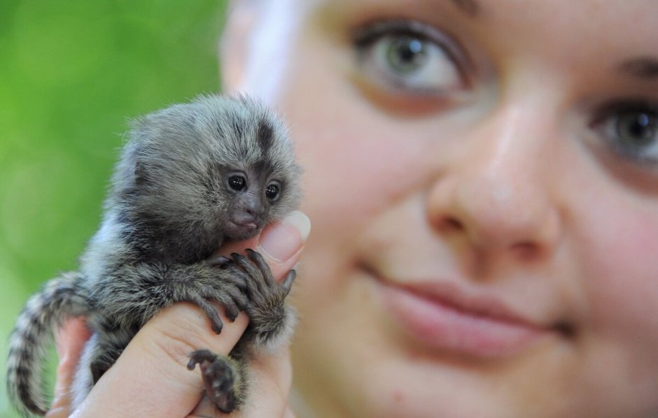 Белоухая мармозетка