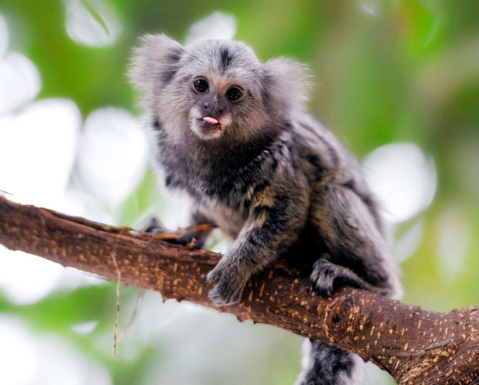 Обезьянка игрунка