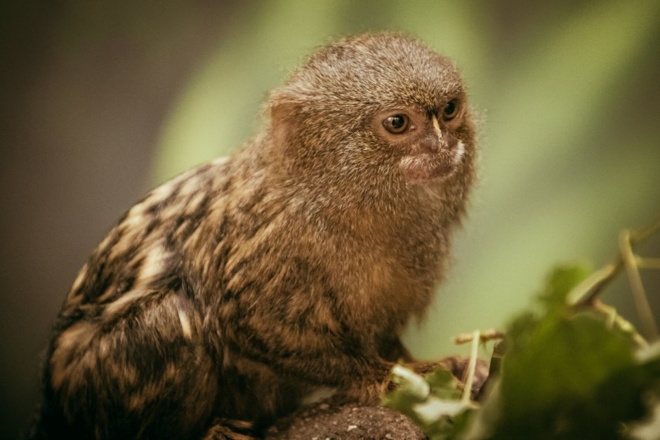 Пушистоухая игрунка